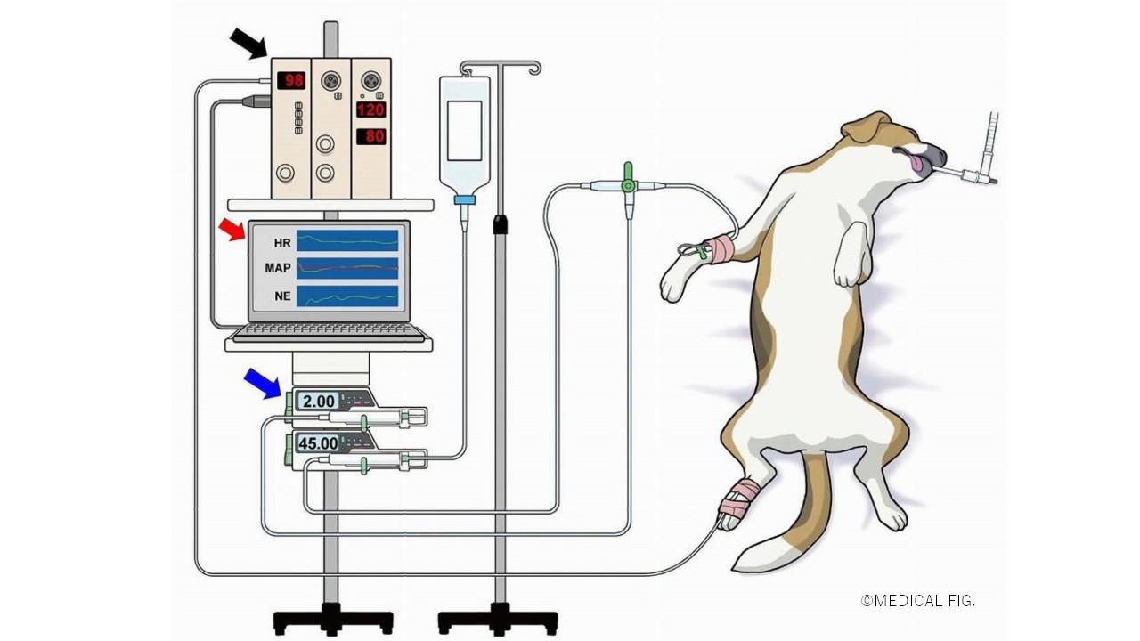 統計学　獣医　Statistics for Veterinary 獣医療市場規模、シェア、動向 | レポート [2032]